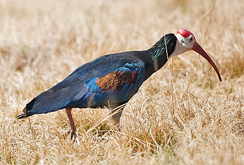 Bald Ibis walking